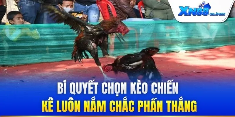Bí quyết chọn kèo chiến kê luôn nắm chắc phần thắng