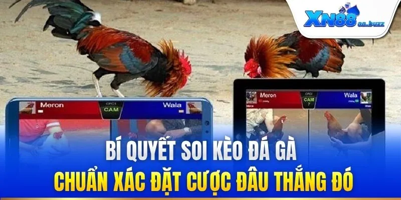 Bí quyết soi kèo đá gà chuẩn xác đặt cược đâu thắng đó