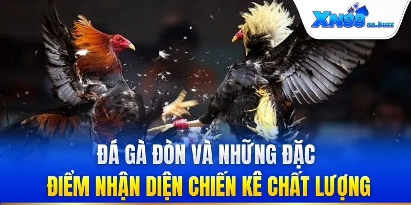 Đá gà đòn và những đặc điểm nhận diện chiến kê chất lượng