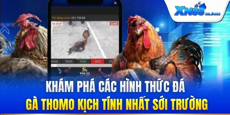 Khám phá các hình thức đá gà Thomo kịch tính nhất sới trường
